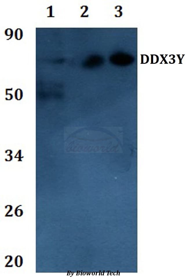 DDX3Y Antibody