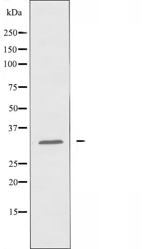OR8G5 Antibody