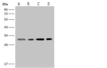 MRPL19 Antibody