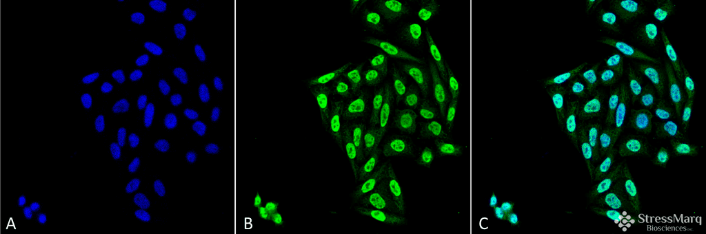 PPP5C Antibody (clone 12F7)