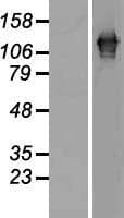 SART3 Protein (Over-Expression Lysate Myc-DDK (Flag))