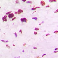 POU5F1 / OCT4 Antibody (Internal)