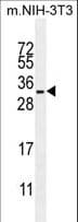 RRAS Antibody (aa91-123)