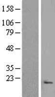 C9orf116 Protein (Over-Expression Lysate Myc-DDK (Flag))