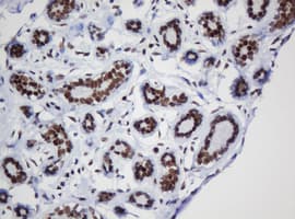DCPS Antibody (clone OTI1E6)