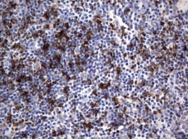 CD8A / CD8 Alpha Antibody (aa22-182, clone OTI3H6, Carrier-free)