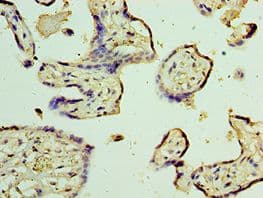 TRPV4 Antibody (aa1-230)