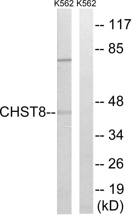 GALNAC4ST1 / CHST8 Antibody