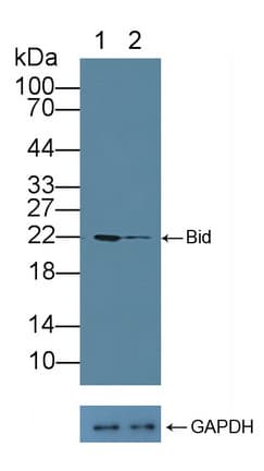 Polyclonal Rabbit anti-Human BID Antibody (aa1-195, WB)