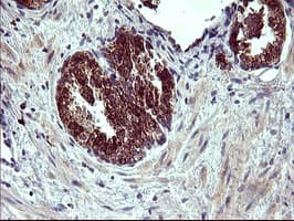 ARG2 / Arginase 2 Antibody (clone 3G5, Carrier-free)