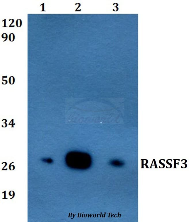 RASSF3 Antibody