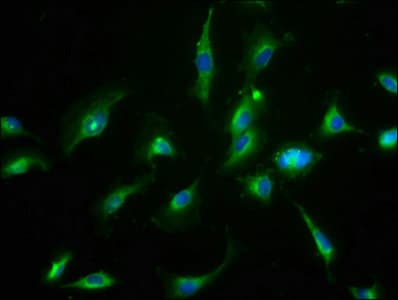 CNNM3 Antibody