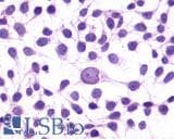 IHC-plus™ GPR1 Antibody (N-Terminus)