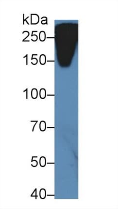 RELN / Reelin Antibody (aa3143-3461)