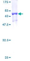 Human TRNT1 / CCA1 Protein (Recombinant GST)