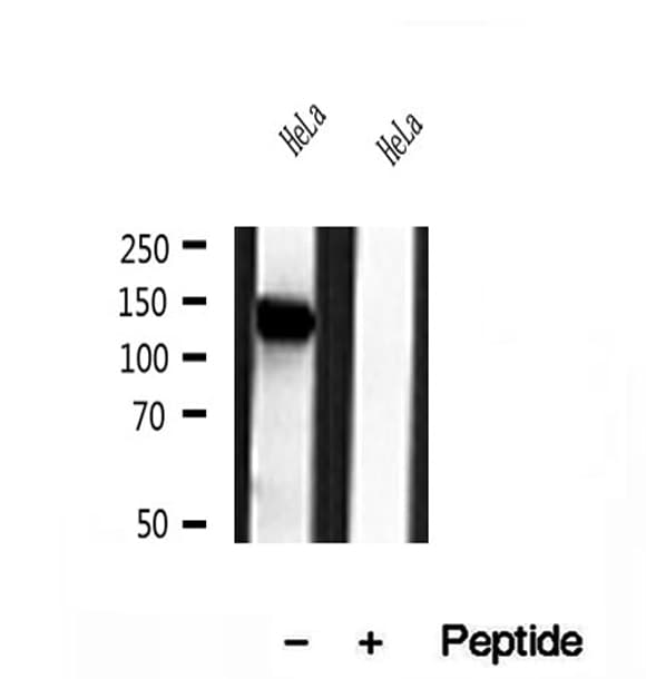NBR1 Antibody