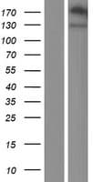 NLGN4Y Protein (Over-Expression Lysate Myc-DDK (Flag))