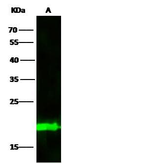 Monoclonal Mouse anti-Human BID Antibody (clone 10, Preservative Free, IF, WB)
