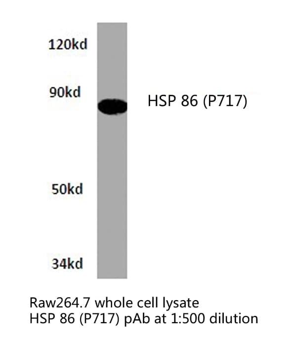 HSP90AA / HSP90 Alpha Antibody (Pro717)