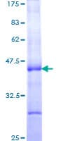Human CGA / hCG Alpha Protein (Recombinant GST, N-terminus)