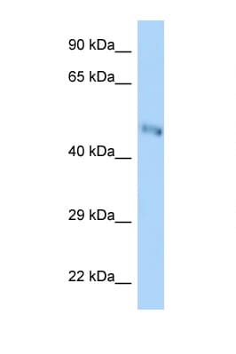 B3GNT7 Antibody (aa251-300)