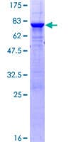 Human PTPN2 / TC-PTP Protein (Recombinant GST)