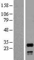 Human SNRPN Protein (Over-Expression Lysate Myc-DDK (Flag))