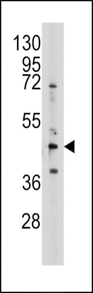 SAHH / AHCY Antibody (aa79-110)