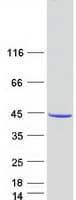 Human Pirin / PIR Protein (Recombinant Myc-DDK (Flag))