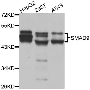 SMAD9 Antibody