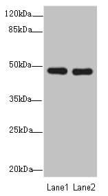 Polyclonal Rabbit anti-Human GCM1 Antibody (WB)