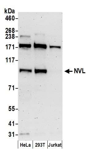 NVL Antibody (aa75-125)