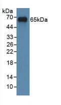 MYC / c-Myc Antibody (aa184-454)