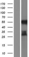 MYCT1 Protein (Over-Expression Lysate Myc-DDK (Flag))
