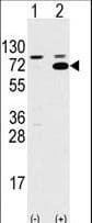 SWAP70 Antibody (aa227-256)
