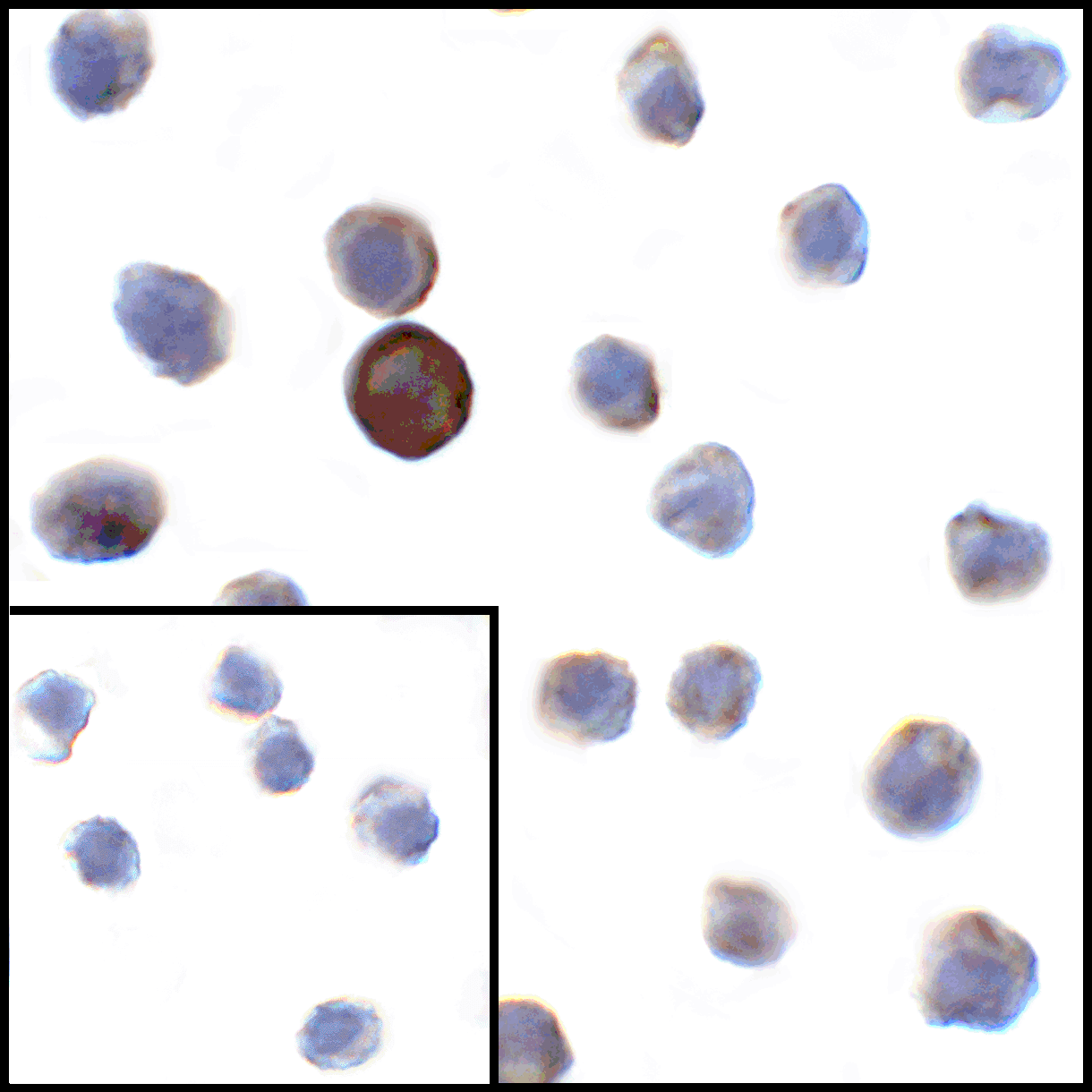 IHC-plus™ VSIR / GI24 / VISTA Antibody (clone 8E11)