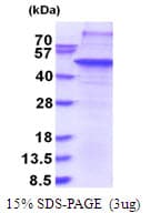 Human CTG-B45d / THAP11 Protein (Recombinant His)
