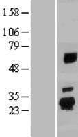 SPATA24 Protein (Over-Expression Lysate Myc-DDK (Flag))
