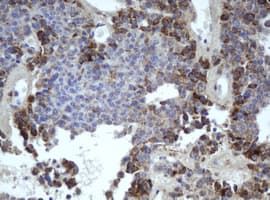 MIPEP Antibody (clone OTI4D11)