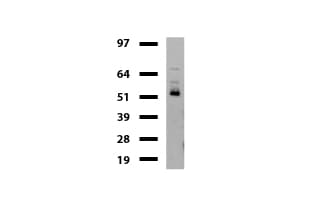 DDX56 Antibody (aa323-547, clone UMAB153)