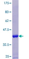 Human SUMO1 / SMT3 Protein (Recombinant GST)