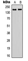 ZNF608 Antibody (C-Terminus)