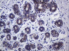 CDH1 / E Cadherin Antibody (clone OTI3E2)