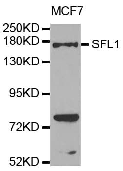 SFI1 Antibody