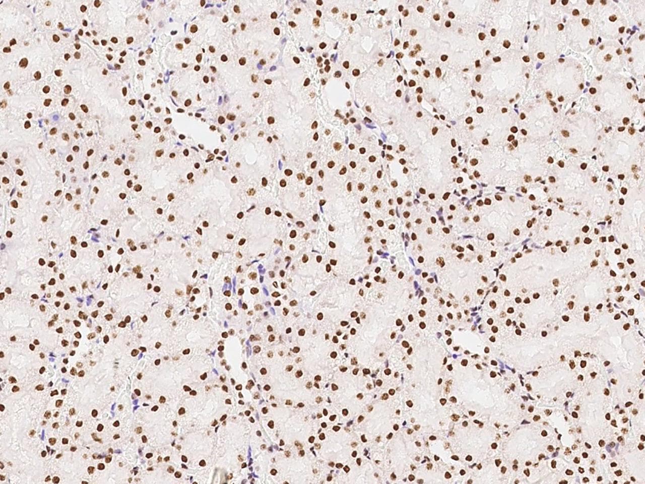 PTBP1 Antibody (Preservative Free)