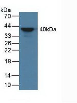 AZGP1 / ZAG Antibody (aa148-298)