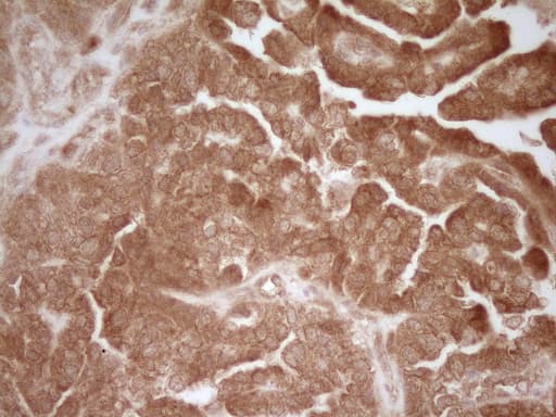 CD40 Antibody (aa21-166, clone OTI1F12)