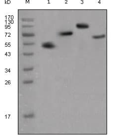 Monoclonal Mouse Anti-Human IgG Fc Secondary Antibody (clone 4A10, IF, WB)