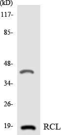 C6orf108 Antibody (aa42-91)