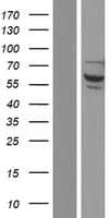 NSMF / NELF Protein (Over-Expression Lysate Myc-DDK (Flag))